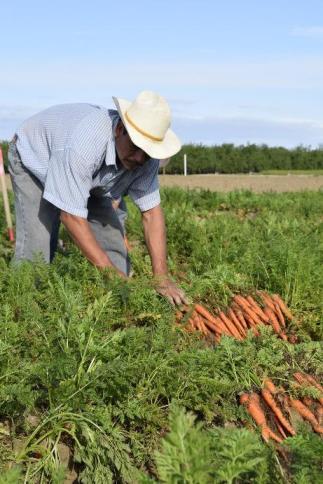 Medidas urgentes en materia de empleo agrario por el COVID19